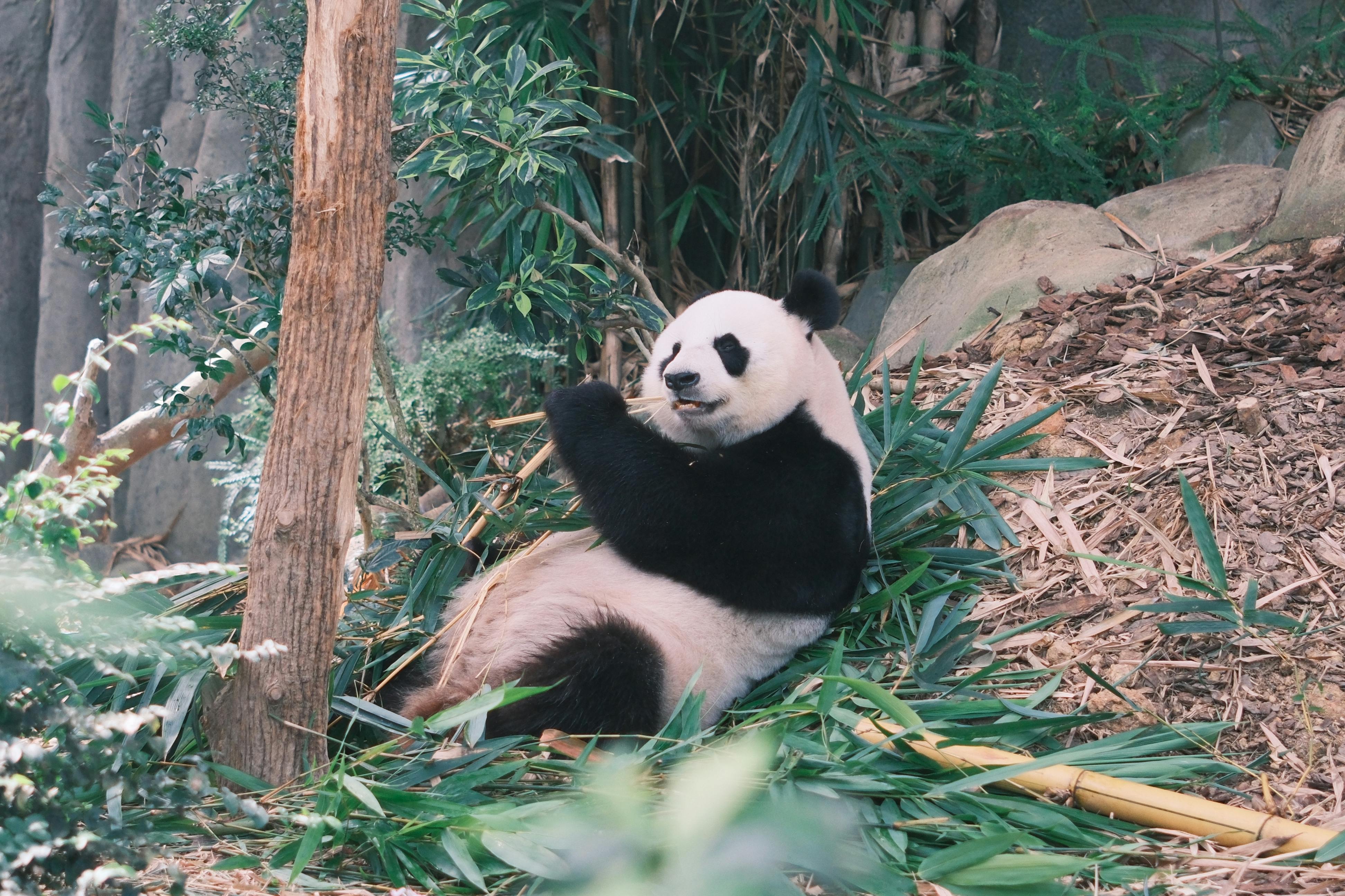 Chengdu